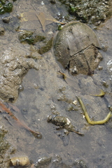 Carcinoscorpius rotundicauda