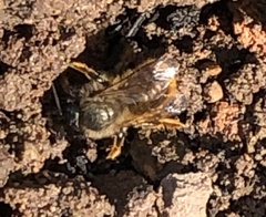 Osmia bicornis