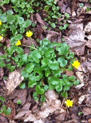 Ficaria verna