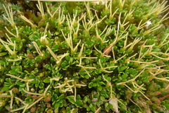 Coprosma perpusilla perpusilla