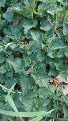 Urtica dioica