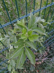 Sambucus nigra