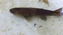 Galaxias argenteus