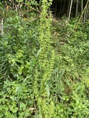Rumex acetosa