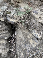 Smelowskia alba