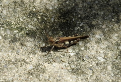 Trilophidia annulata