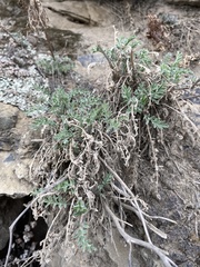 Smelowskia alba