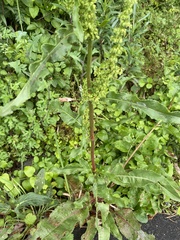 Rumex acetosa