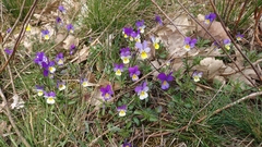 Viola tricolor