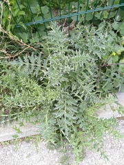 Carduus acanthoides