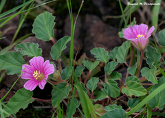 Monsonia senegalensis