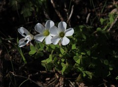 Thecaphora capensis