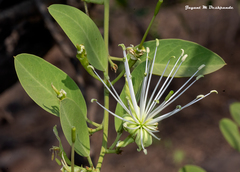 Capparis sepiaria