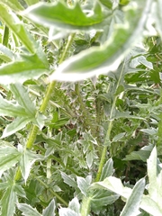 Carduus acanthoides