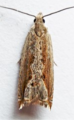 Ancylis diminuatana