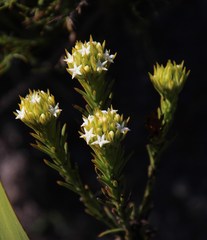 Thesium capitatum