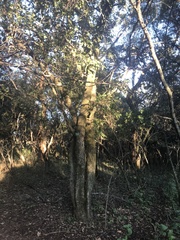 Dombeya rotundifolia
