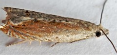Ancylis diminuatana