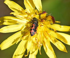 Acmaeodera ottomana