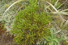 Veronica odora × tetragona
