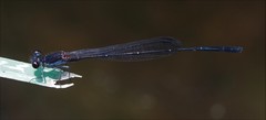 Prodasineura autumnalis