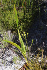 Thesium capitatum