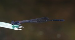 Prodasineura autumnalis