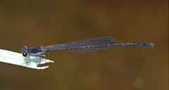 Prodasineura autumnalis