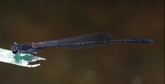 Prodasineura autumnalis