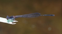 Prodasineura autumnalis