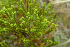 Veronica odora × tetragona