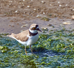 Charadrius dubius