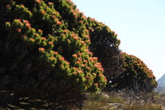 Mimetes fimbriifolius