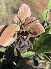 Petascelis remipes