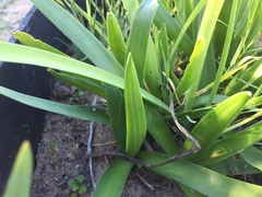 Ornithogalum hispidum