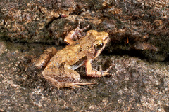 Phrynobatrachus