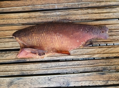 Leuciscus idus