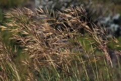 Pseudopentameris macrantha