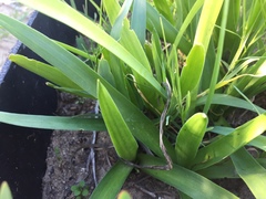 Ornithogalum hispidum