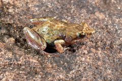 Phrynobatrachus
