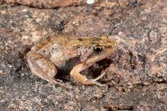 Phrynobatrachus