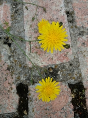 Sonchus tenerrimus