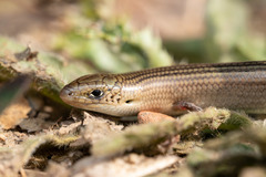 Iberian Three-Toed Skink photo 2