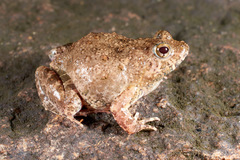 Phrynobatrachus natalensis