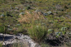 Pseudopentameris macrantha