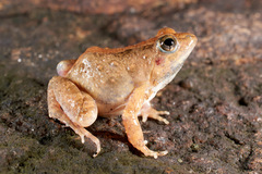 Phrynobatrachus natalensis