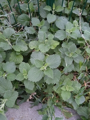 Ballota nigra