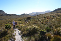 Mimetes fimbriifolius