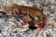 Kassina senegalensis