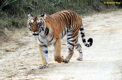 Panthera tigris tigris